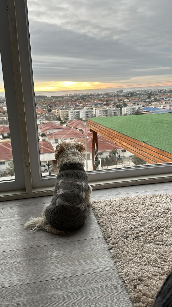 Amigo peludo disfrutando la vista
